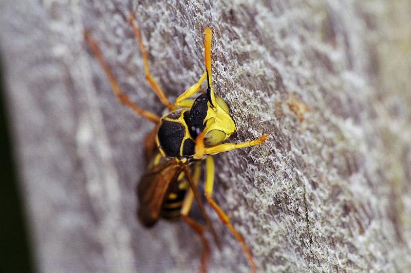 Vespula_ZZXYX_F2330_Z_80_Cape Reinga_Nieuw-Zeeland.jpg